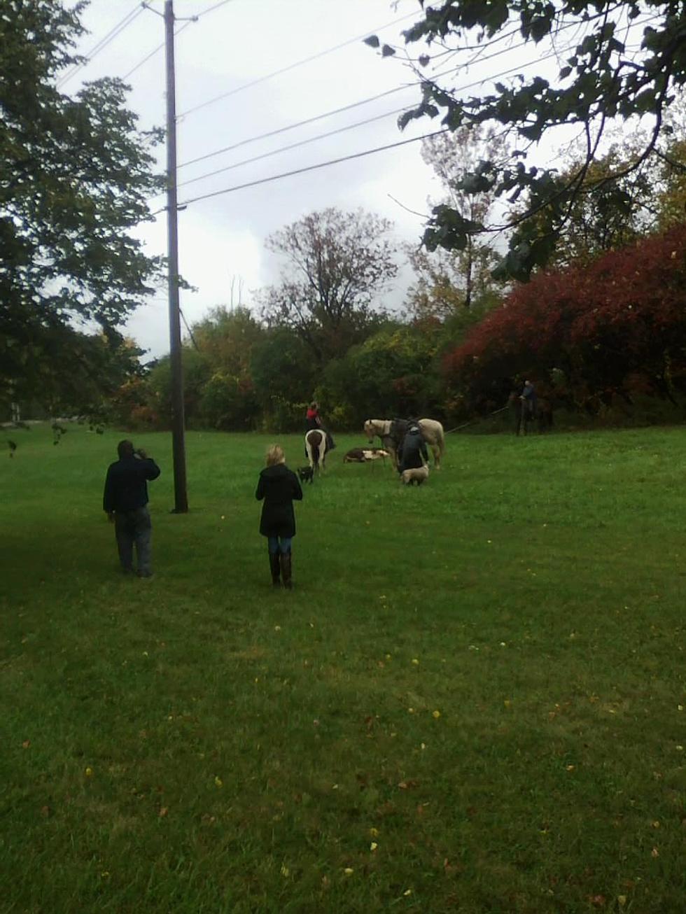 UPDATE: ‘Norma the Cow’ Captured in Utica Near Home Depot