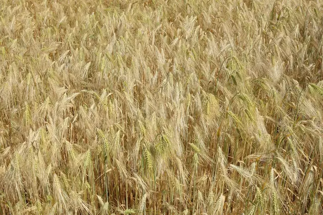 Growth In Craft Beer Industry Makes Barley A Crop Consideration &#8211; AG Matters