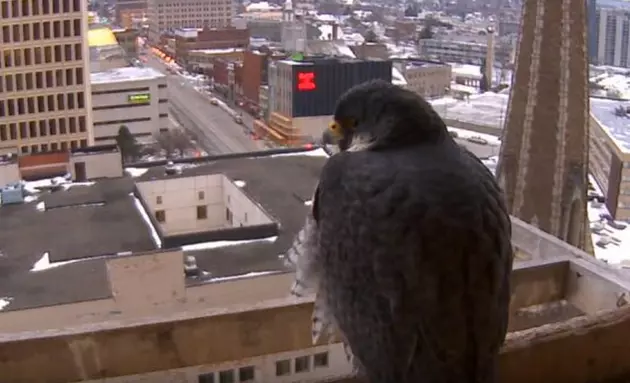 5 Signs The Utica Peregrine Falcon Is Our Punxsutawney Phil