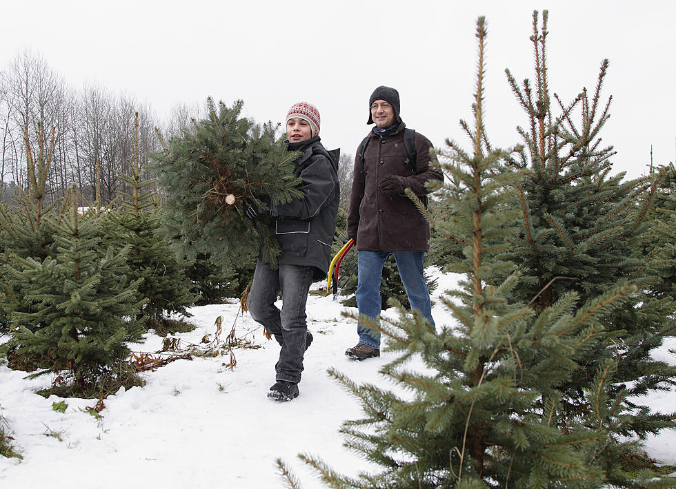Where To Cut Down A Christmas Tree In Oneida County