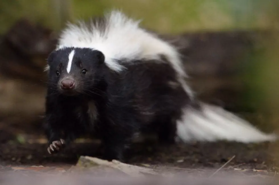 Skunk Creates Frenzy at Central New York Hotel