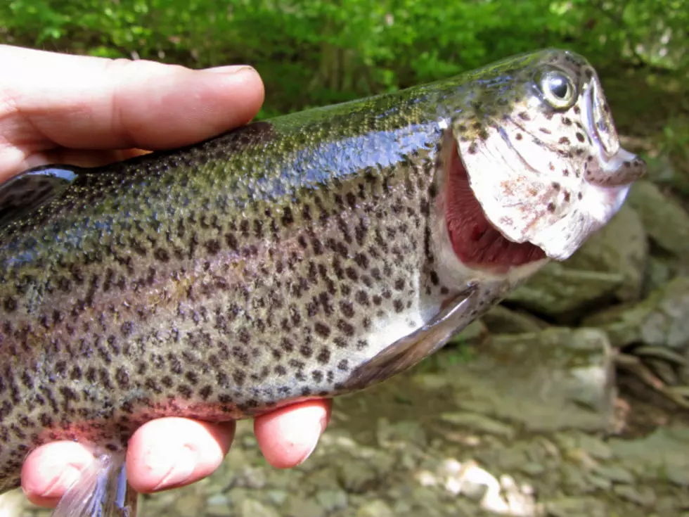 Central New York’s Mild Winter Brings Great Stream Conditions For Trout