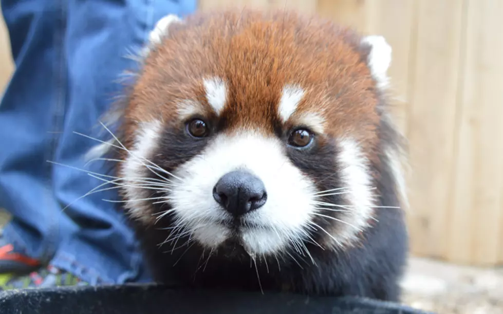 The Red Panda Wins Close Contest for Best Animal at The Utica Zoo