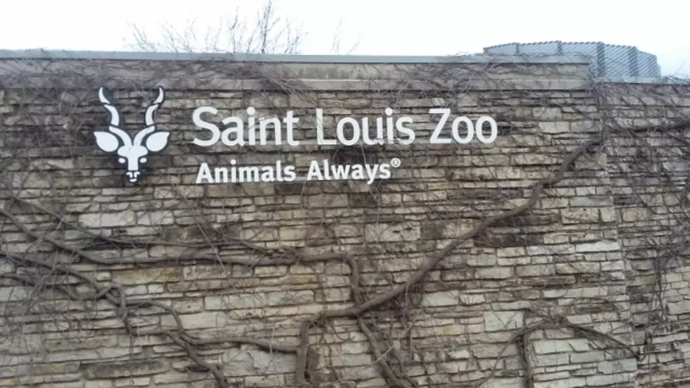 Go Inside the St Louis Zoo with Tad, Polly and Unruly Kids [VIDEO]