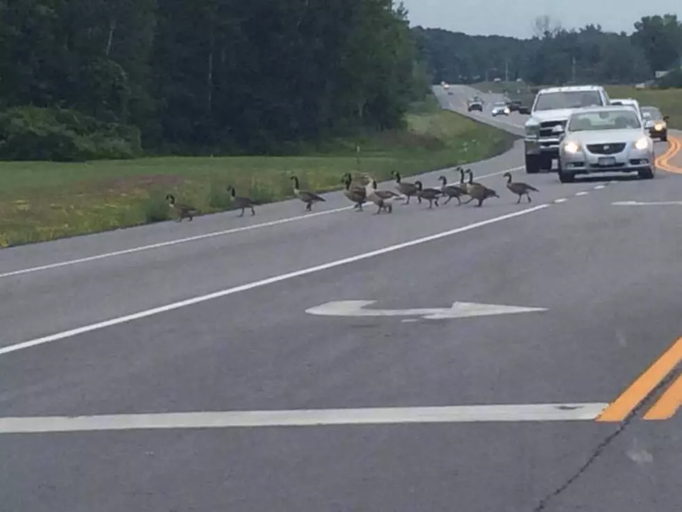 Gaggle of Geese Cause Traffic Jam in Johnstown, New York