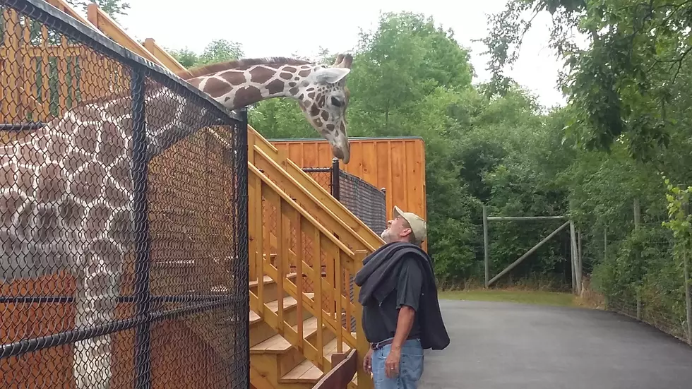 Get Up Close and Personal With Giraffes at The Wild Animal Park