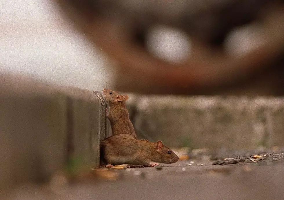 4 New York Cities Among 50 Rattiest in the Country, 2 Less Than Last Year