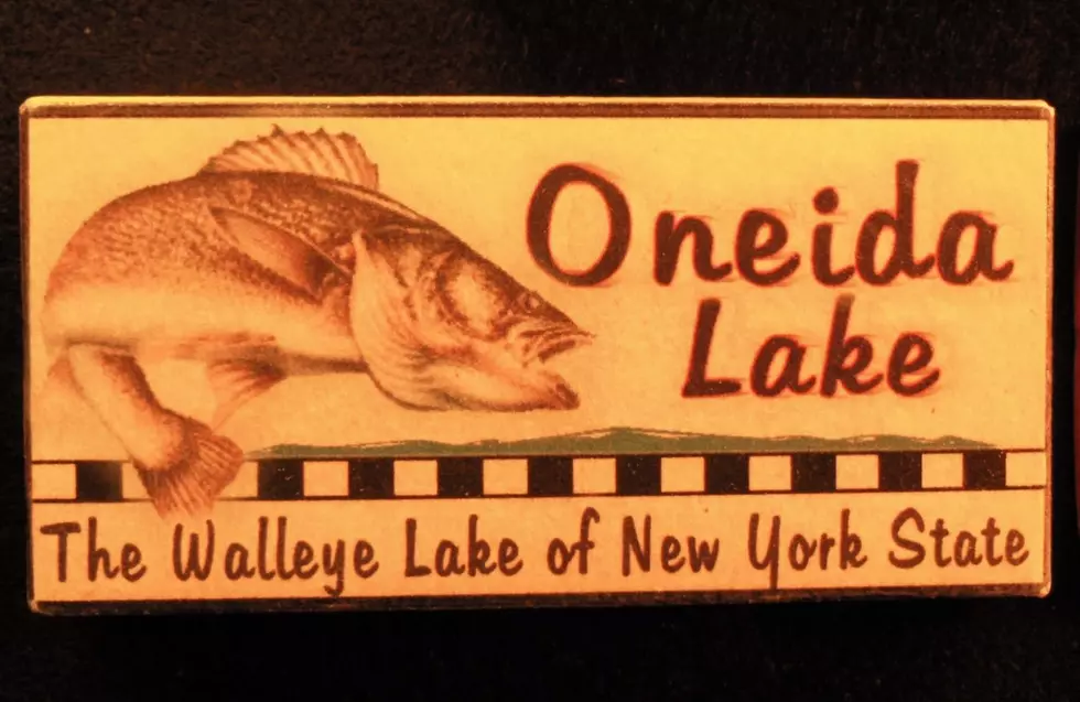 How Many Walleye Call Oneida Lake Home, A Whole Mess of 'Em