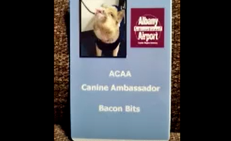Pot-Bellied Pig Greets Travellers At Albany&#8217;s Airport