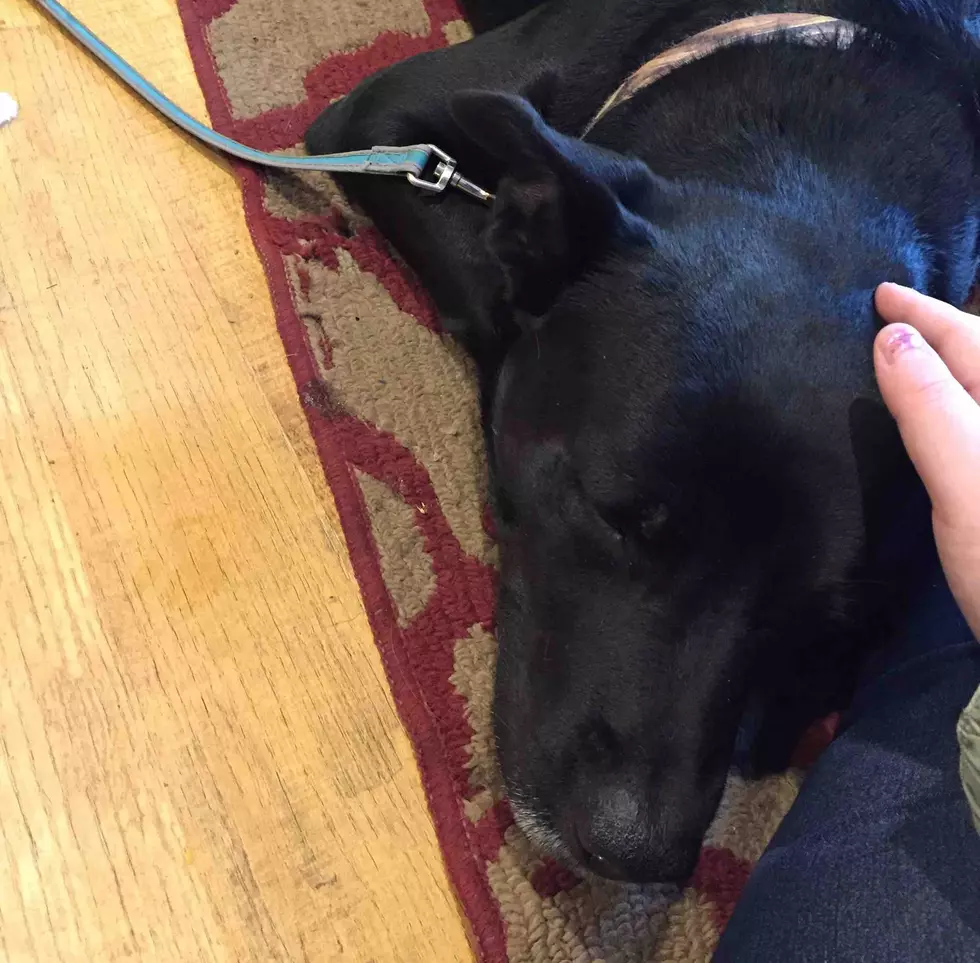 Dog Dies After Being Shot in Upstate New York – Family Vows Justice
