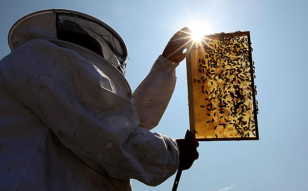 You Get More Than Honey from Beekeeping