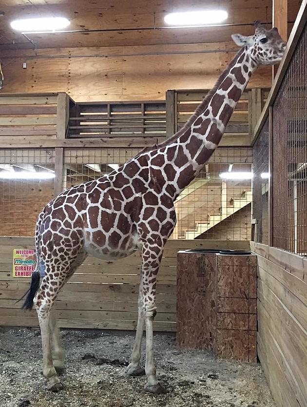 Animal Adventure Park Starts Campaign for April the Giraffe