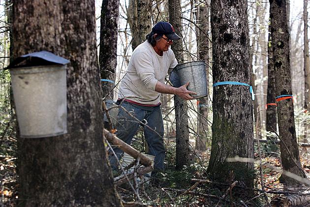 Experts Call Central New York Maple Season A Sweet One