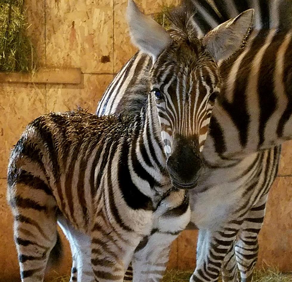 Meet Blizzard, the Zebra Born at the Wild Animal Park in Chittenango During Stella
