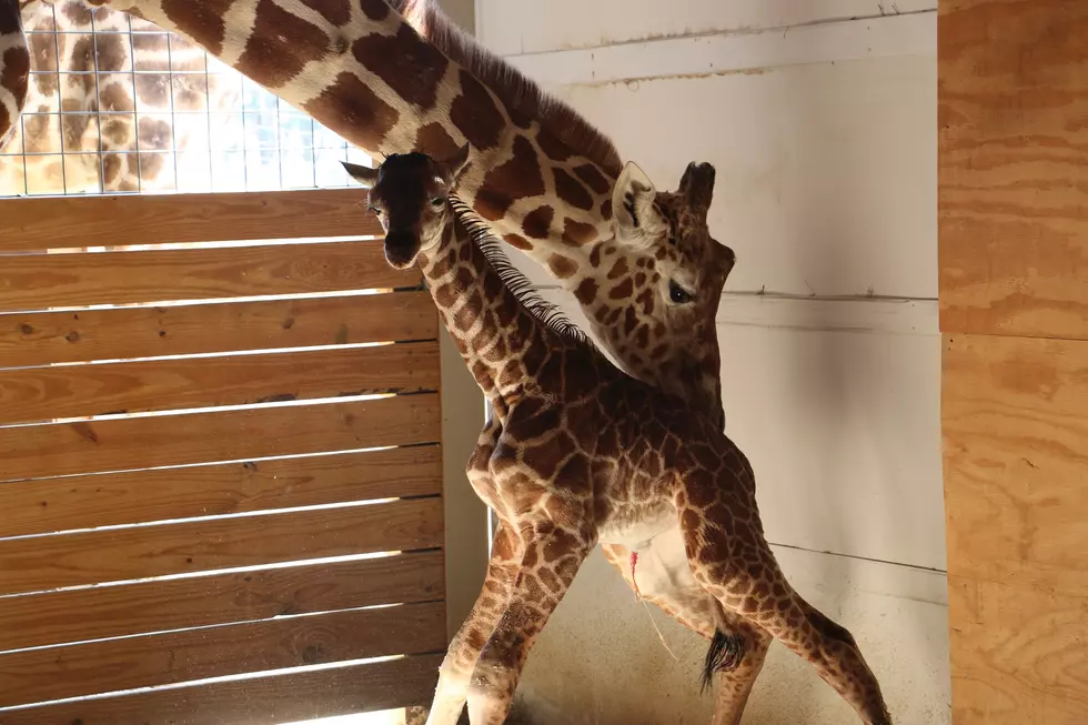 April the Giraffe and Baby Tajiri Become a Corn Maze