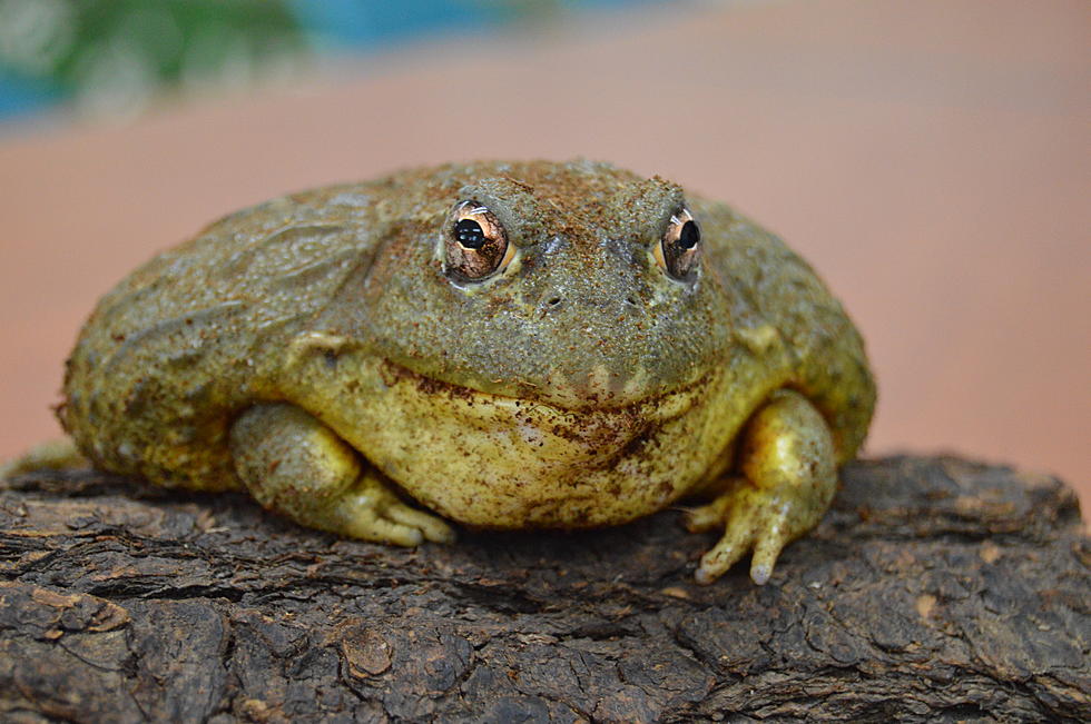 Utica Zoo is on Frog Watch