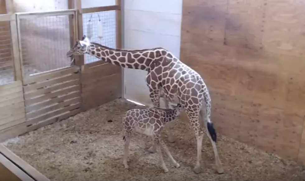 Giraffe Cam is Back