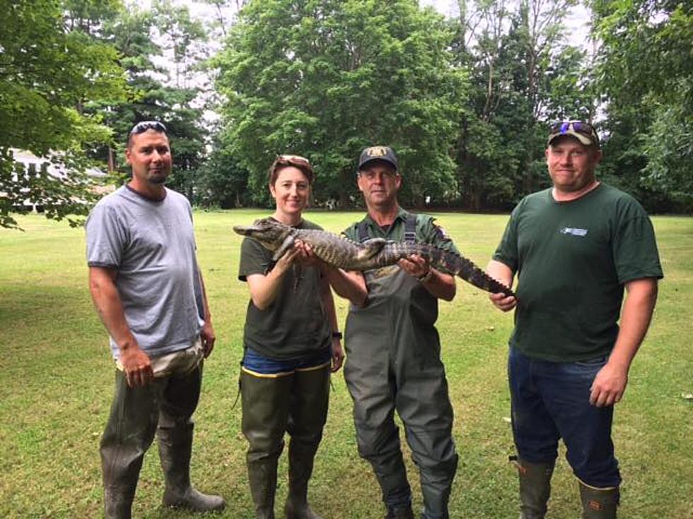 See Second Alligator Captured in Whitney Point