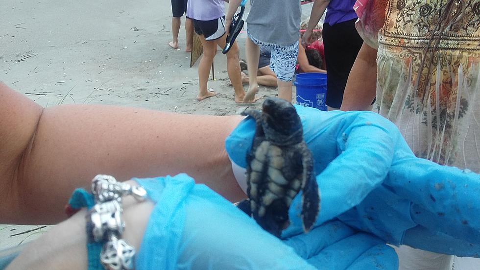 Watch Volunteers Scramble to Save Baby Sea Turtles From Drowing