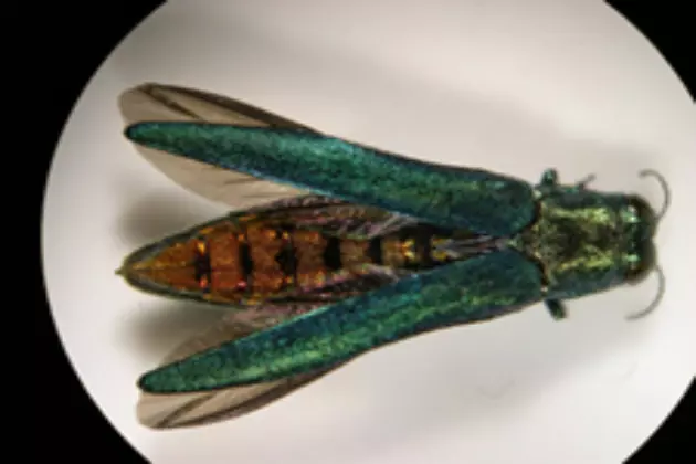 There Goes the Neighborhood Ash Borer Found Upstate New York
