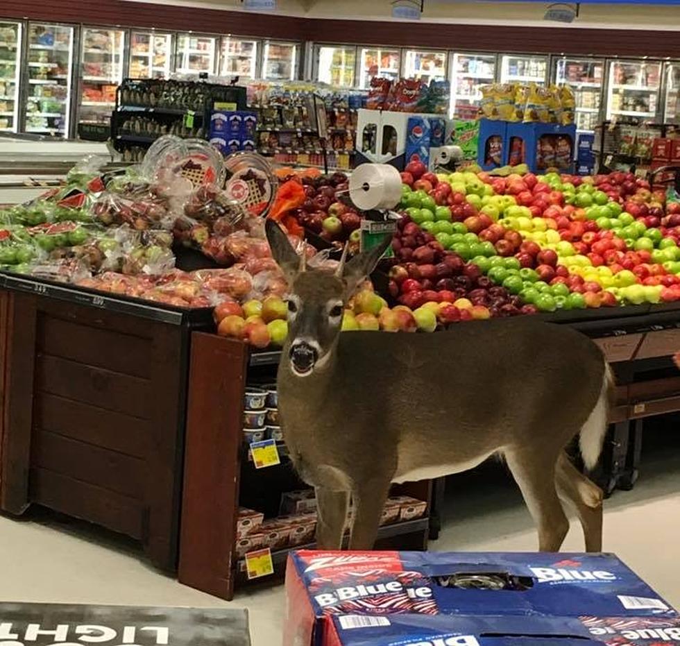 Deer Goes Shopping at Price Chopper