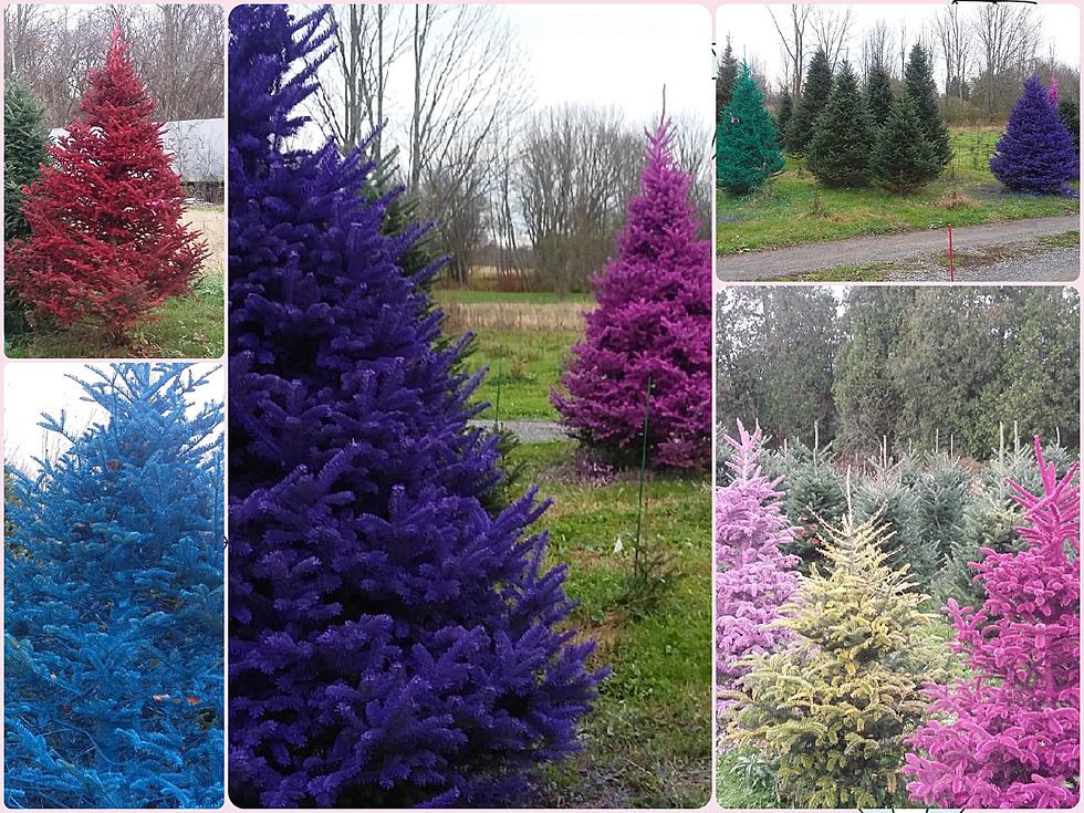 Colored Christmas Trees + New Colors Back for 2020 at Rome Farms