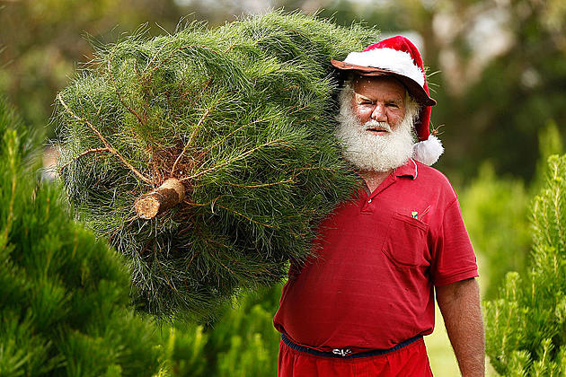 The Number Of Bugs In Your Christmas Tree Will Give You Chills