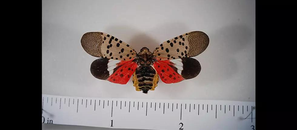 Central New York Has an All Points Bulletin for the Spotted Lanternfly