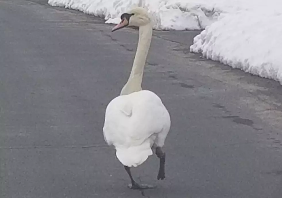 Winter Weather Didn't Stop Oriskany Swan From Holding Up Traffic