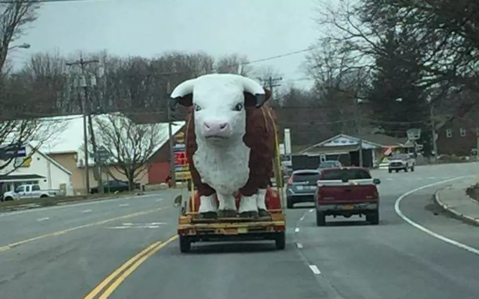 What's Going on With Lucky the Bull in Verona
