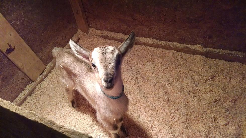 Take Baby Goat Tour at Beekman Boys in Sharon Springs