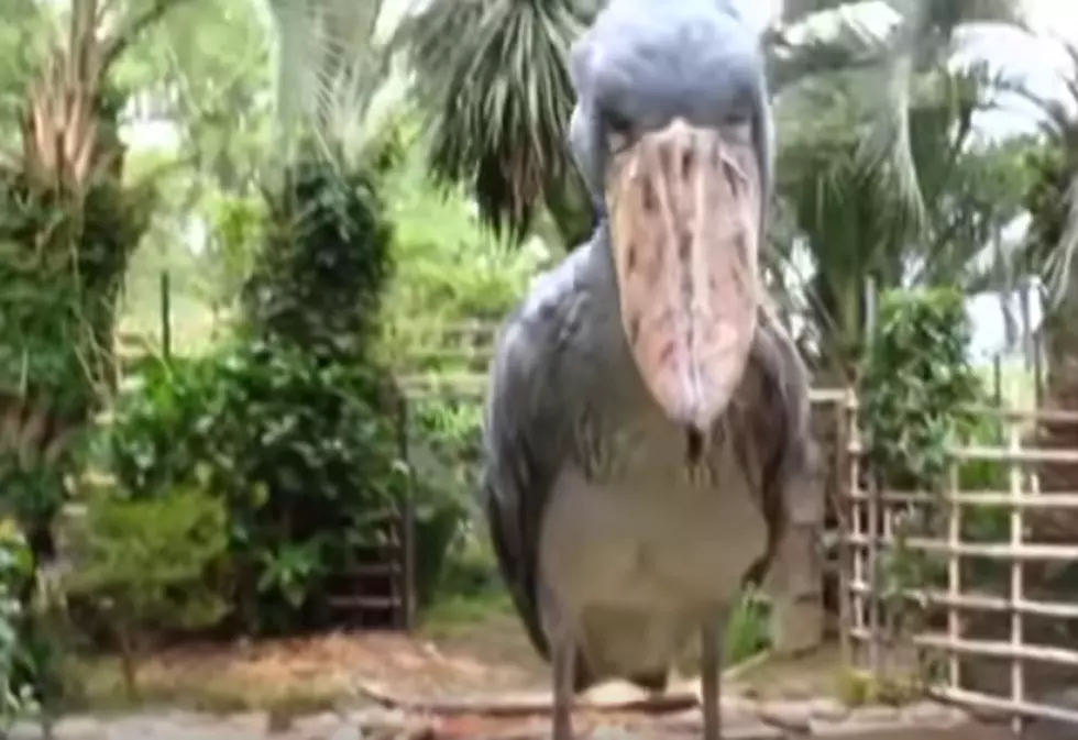This Bird Is Scaring The Bejesus Out Of The Internet
