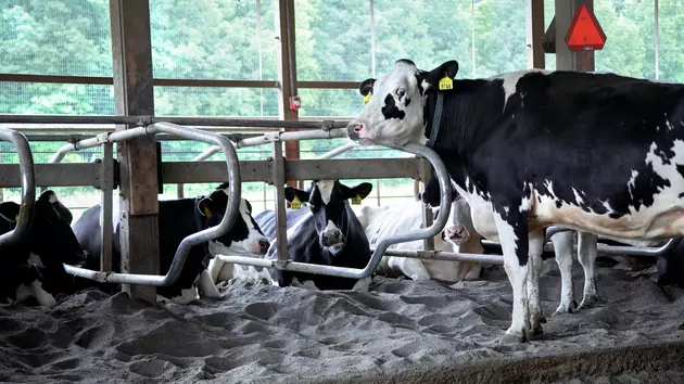 From Poop to Power Cornell Turning Cow Manure Into Electricity
