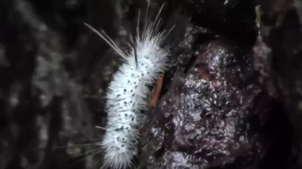 BEWARE of Poisonous White Caterpillar Invading Central New York