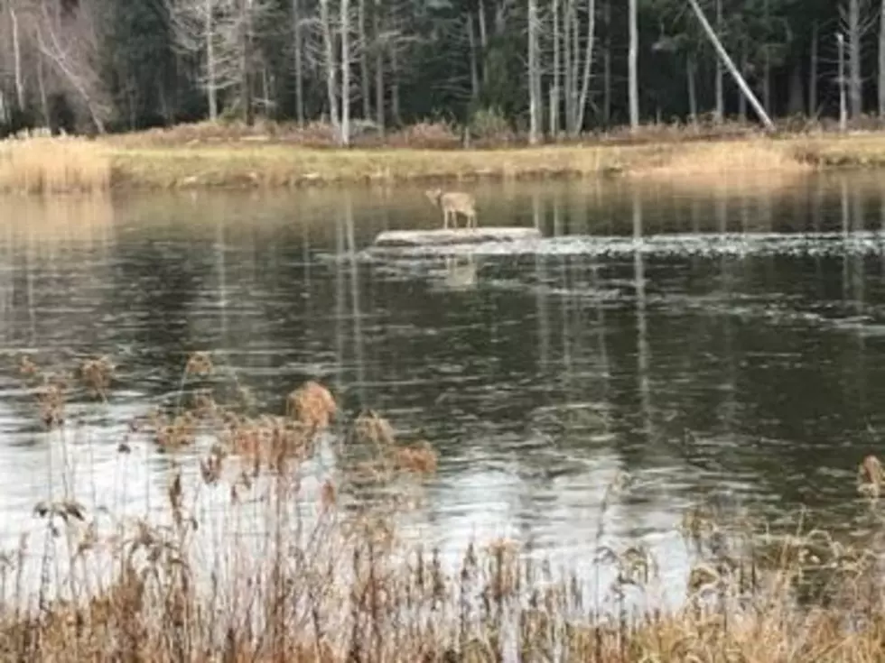 How Did a Deer Get Trapped on a Rock in the Middle of a Pond