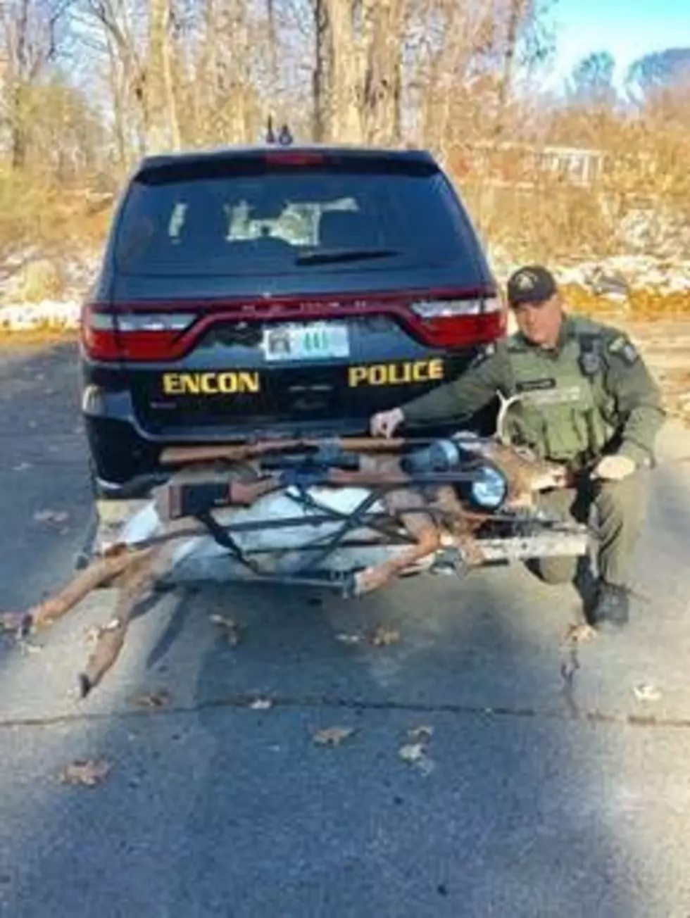 Not So Dead Deer Gets New York Hunters Busted
