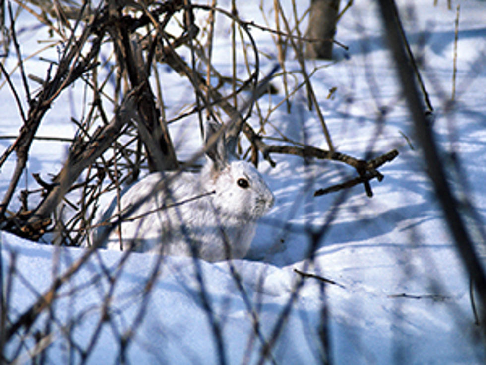 Deer Season Is Over Try Hunting Central New York Snowshoe Hare