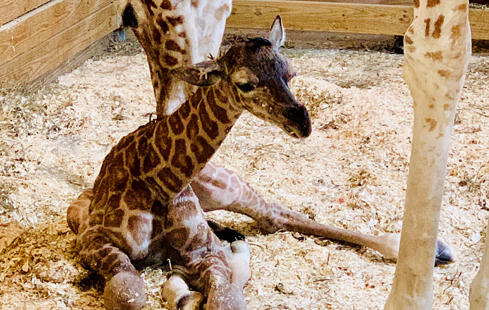 April The Giraffe Gives Birth To Healthy Calf