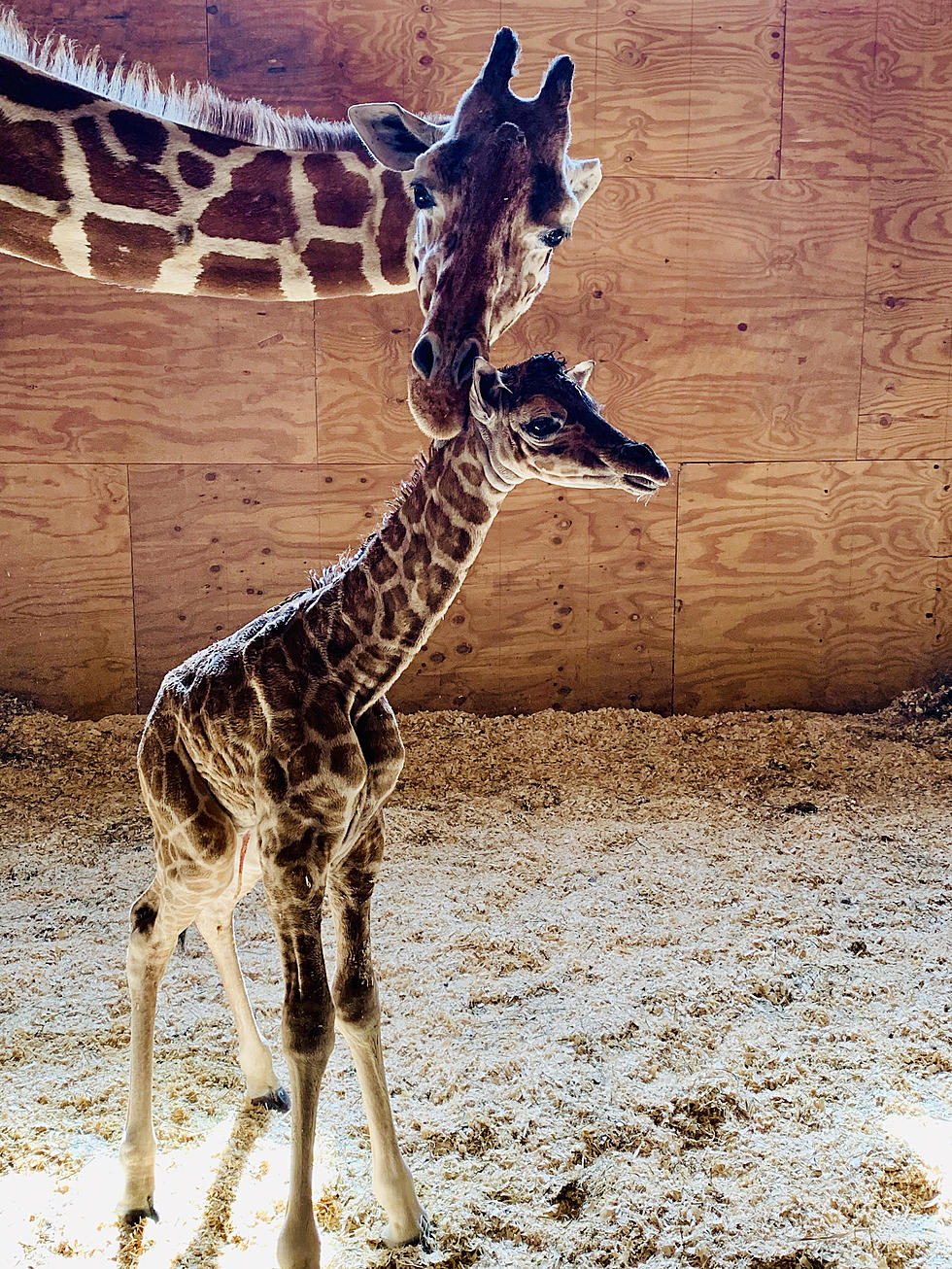 Name April The Giraffe’s New Calf