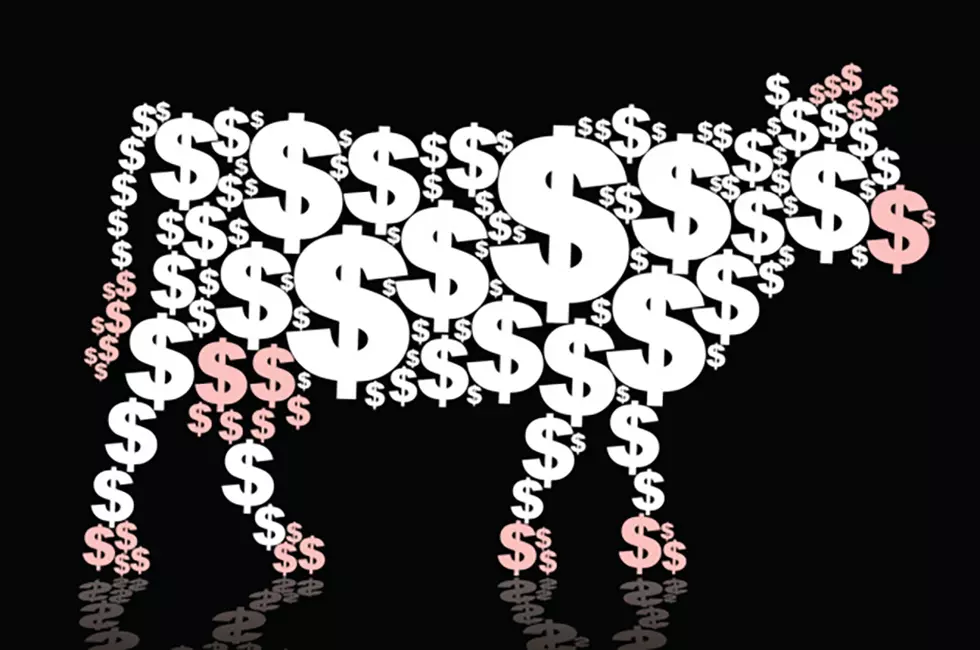 It’s Time To Milk the Cash Cow for $5,000 in Moo-Lah