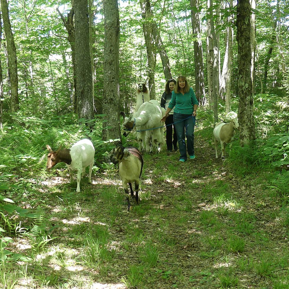 Adirondack Farm Features Treks With Llamas and Other Animals