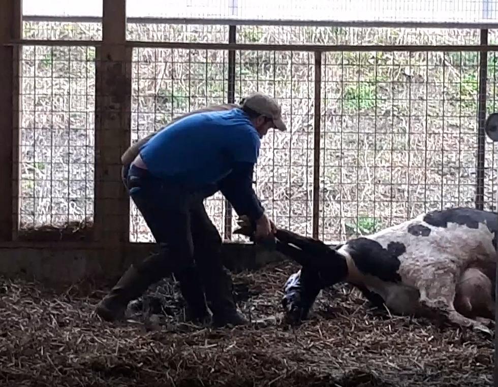 See the Beauty of Nature as Farmers Help Cow Have First Calf On Central New York Farm