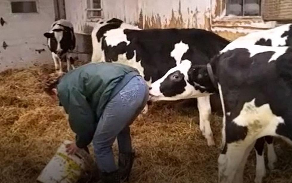 Affectionate Cows Give Kisses on Barnes Family Farm