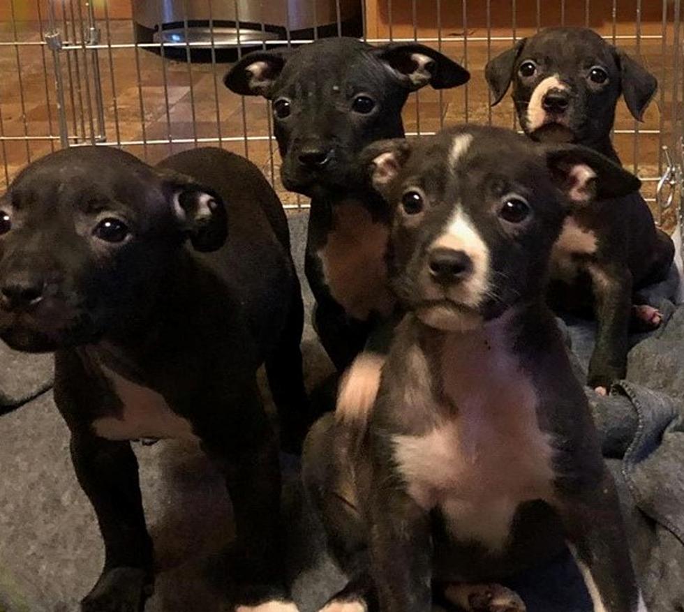 Four Adorable Puppies Up for Adoption in Utica