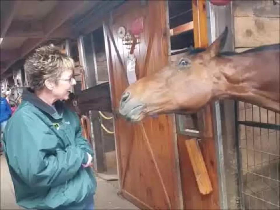 Go Inside Sunshine Horses Farm Where Some Horses Even Talk