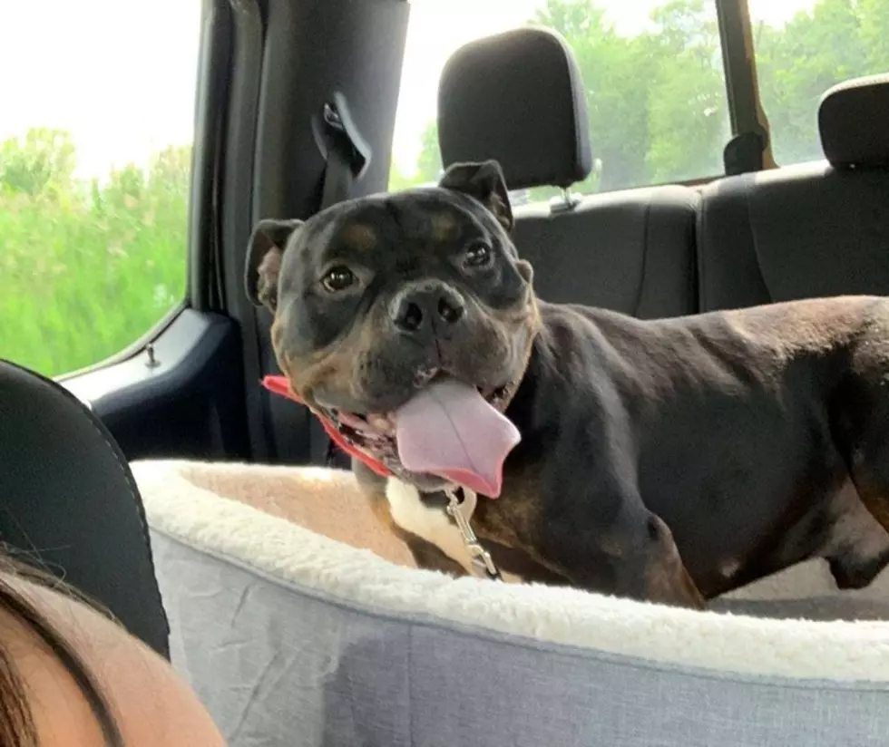 Road to Home Rescue Dog Has New Home
