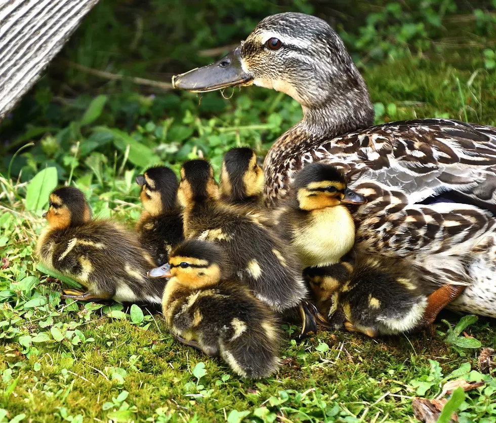 Newborn Ducks at Fort Stanwix