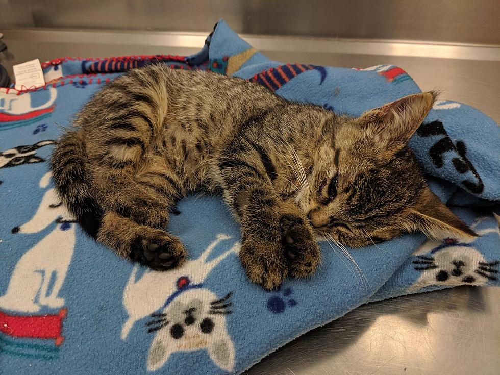 Kitten Killed After Being Thrown From Car