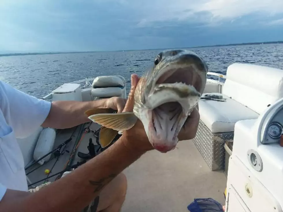 Upstate New York Woman Catches Fish With Two Mouths