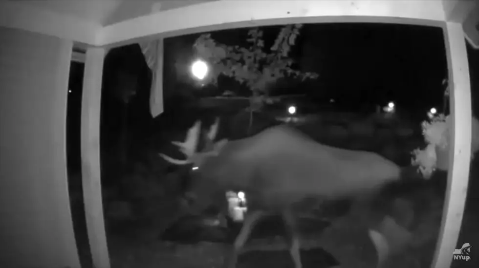 Huge Moose Caught on NY Family’s Security Cameras